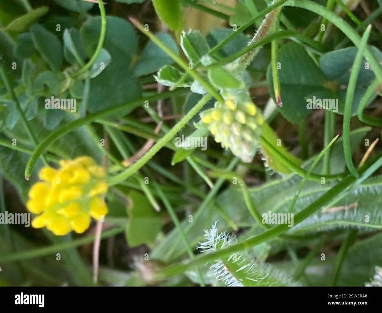 Medicks (Medicago), Plantae, Cranborne Chase AONB, Shaftesbury, England, GB Stockfoto