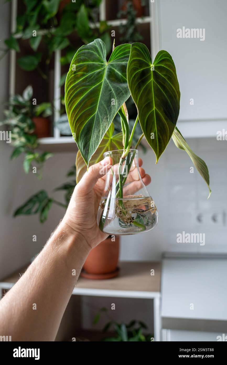 Hand haltender Spross von Philodendron prchtigem Schneiden mit Wurzeln.  Pflanzenvermehrung durch Stamm im Wasser Stockfotografie - Alamy