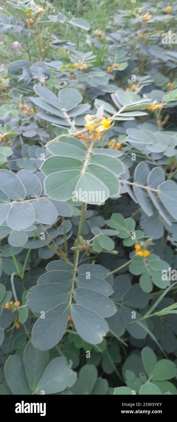 Oneleaf Senna (Senna uniflora), Plantae, SMV Layout, Bengaluru, Karnataka, Indien Stockfoto