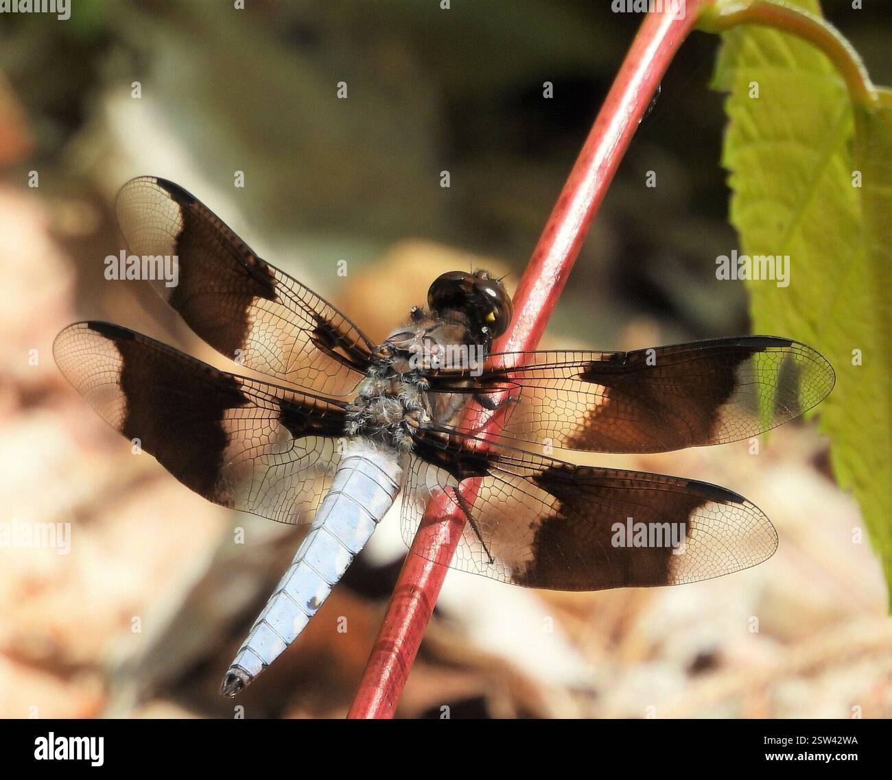 Common Whitetail (Plathemis lydia), Insecta, 3 Broad ln, Teeterville, ON N0E 1S0, Kanada Stockfoto