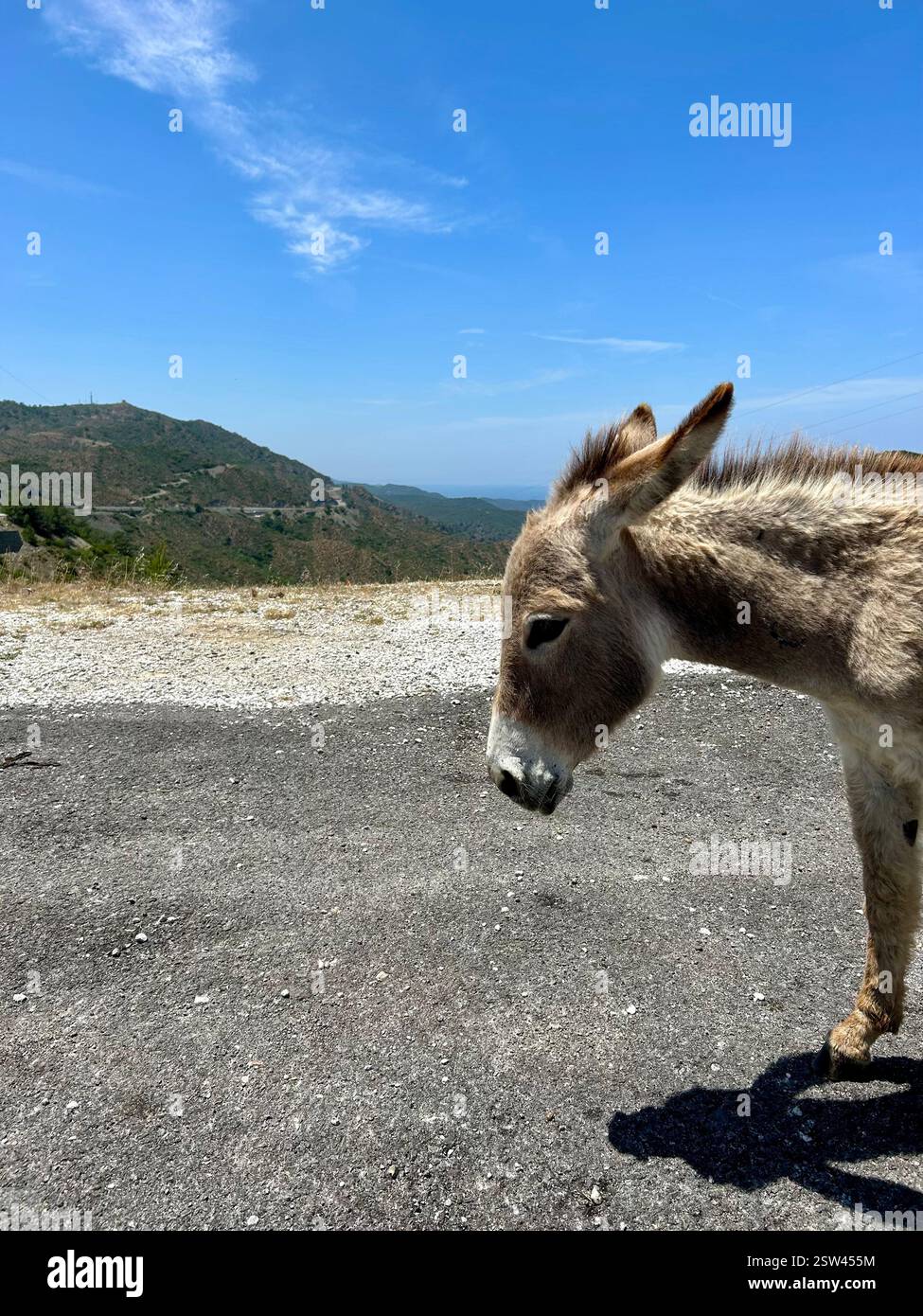 Niedlicher Esel auf einer Straße mit Blick auf die Berge im Hintergrund - Smartphone-aufgenommenes Stockfoto