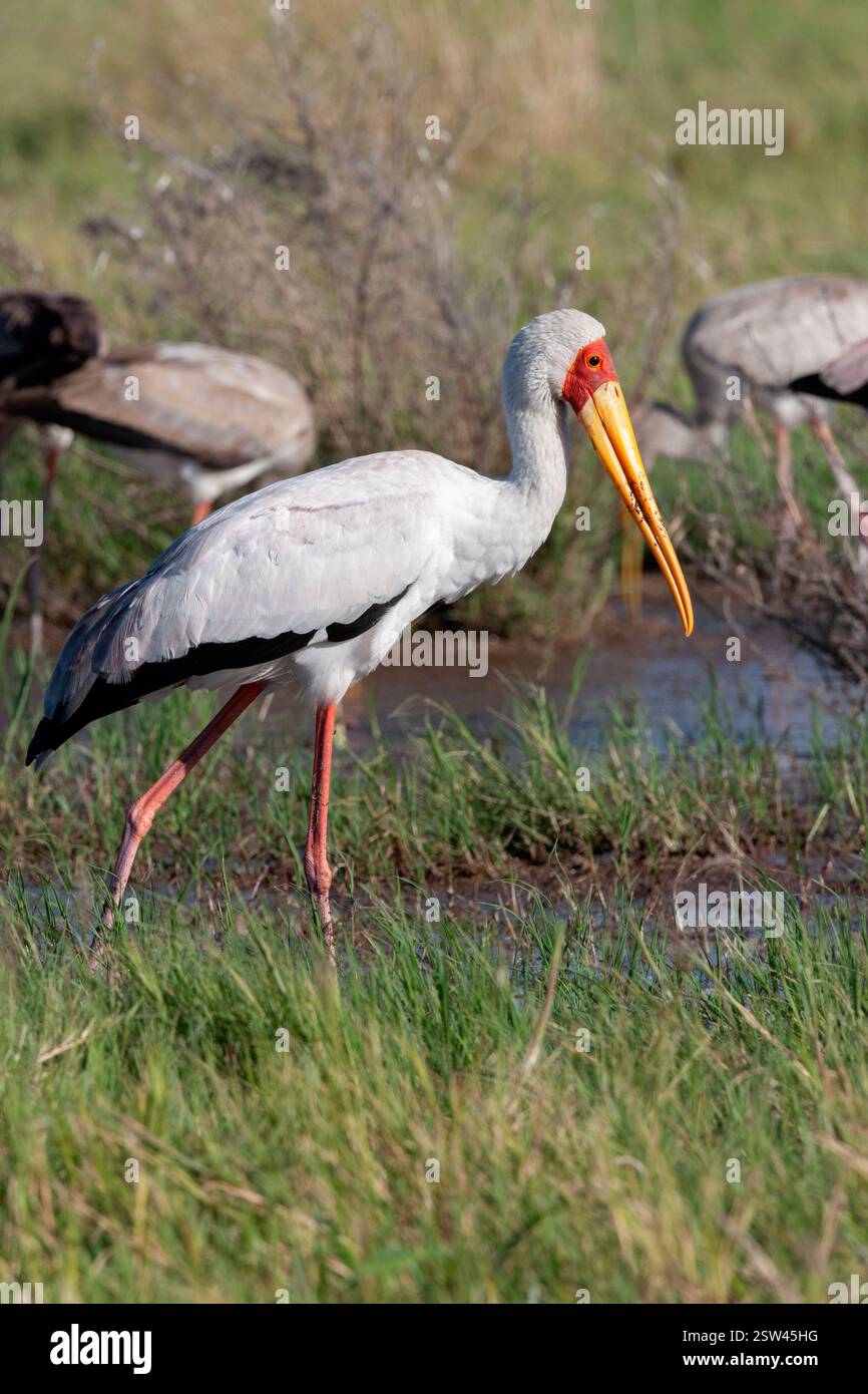 Gelbschnabelstorch (Mycteria ibis) im Okavango-Delta in Botswana, Afrika Stockfoto