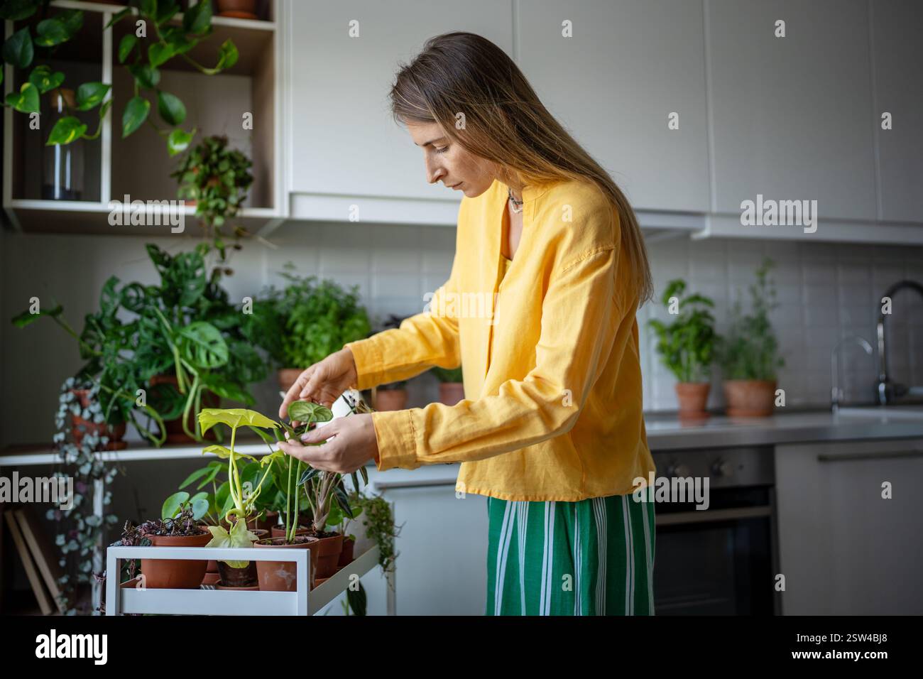 Aufmerksame Gärtnerin Frauenliebhaber Pflanzen kümmert sich um Topfpflanzen. Zucht von Zimmerpflanzen zu Hause. Stockfoto