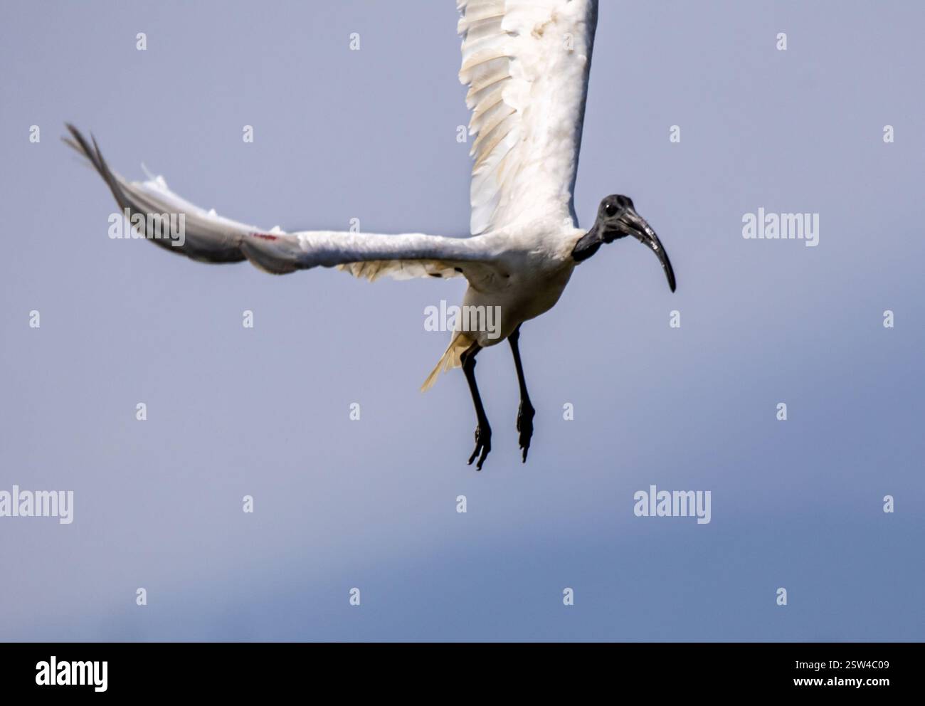 Dieses Bild ist interessant und relevant, da es die Eleganz und Anmut des ibis in Bewegung einfängt und die Schönheit der Vogelwelt in seinem n unterstreicht Stockfoto Dieses Bild ist interessant und relevant, da es die Eleganz und Anmut des ibis in Bewegung einfängt und die Schönheit der Vogelwelt in seinem n unterstreicht Stockfoto