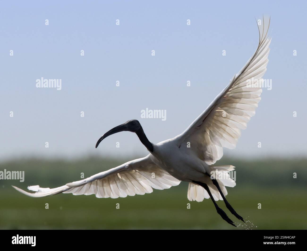Das Bild zeigt einen weißen Ibis mitten im Flug vor einem klaren blauen Himmel. Die Flügel des Vogels sind vollständig ausgefahren und zeigen die komplizierten Details seiner Leistung Stockfoto Das Bild zeigt einen weißen Ibis mitten im Flug vor einem klaren blauen Himmel. Die Flügel des Vogels sind vollständig ausgefahren und zeigen die komplizierten Details seiner Leistung Stockfoto