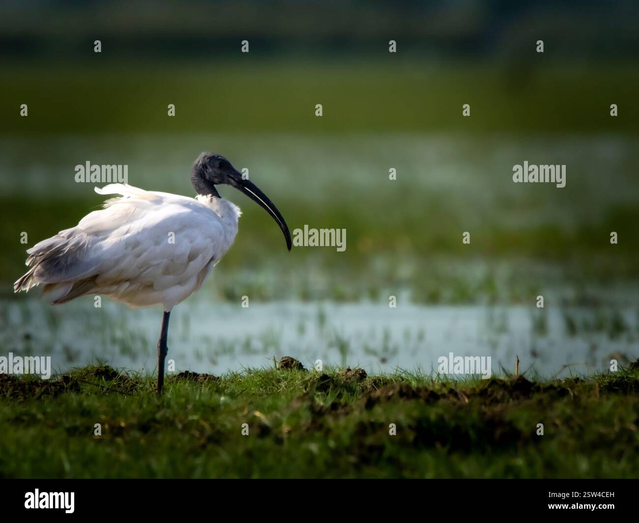 Das Bild zeigt einen einsamen Ibis, der in einem Feuchtgebiet steht. Der Vogel hat einen langen, geschwungenen Schnabel und überwiegend weiße Federn mit etwas dunklerer Fläche Stockfoto Das Bild zeigt einen einsamen Ibis, der in einem Feuchtgebiet steht. Der Vogel hat einen langen, geschwungenen Schnabel und überwiegend weiße Federn mit etwas dunklerer Fläche Stockfoto