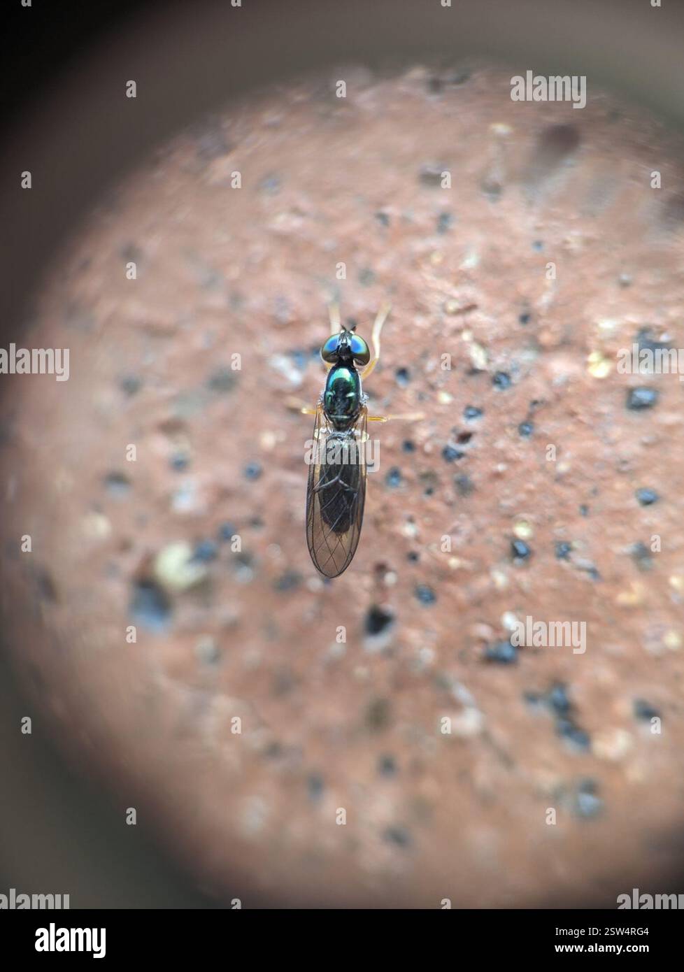 (Sargus decorus), Insecta, Collegetown, Ithaca, NY 14850, USA Stockfoto