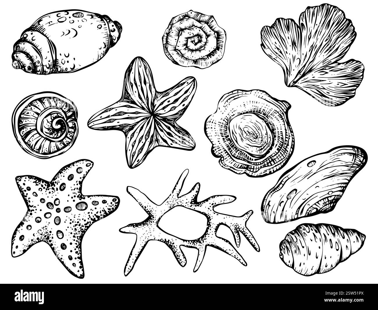 Muscheln und Seesterne-Vektorclipart auf isoliertem Hintergrund. Lineares Nautikpaket mit Korallen und Meeresschalen zum Einpacken von Papier oder Textildesign. Stock Vektor