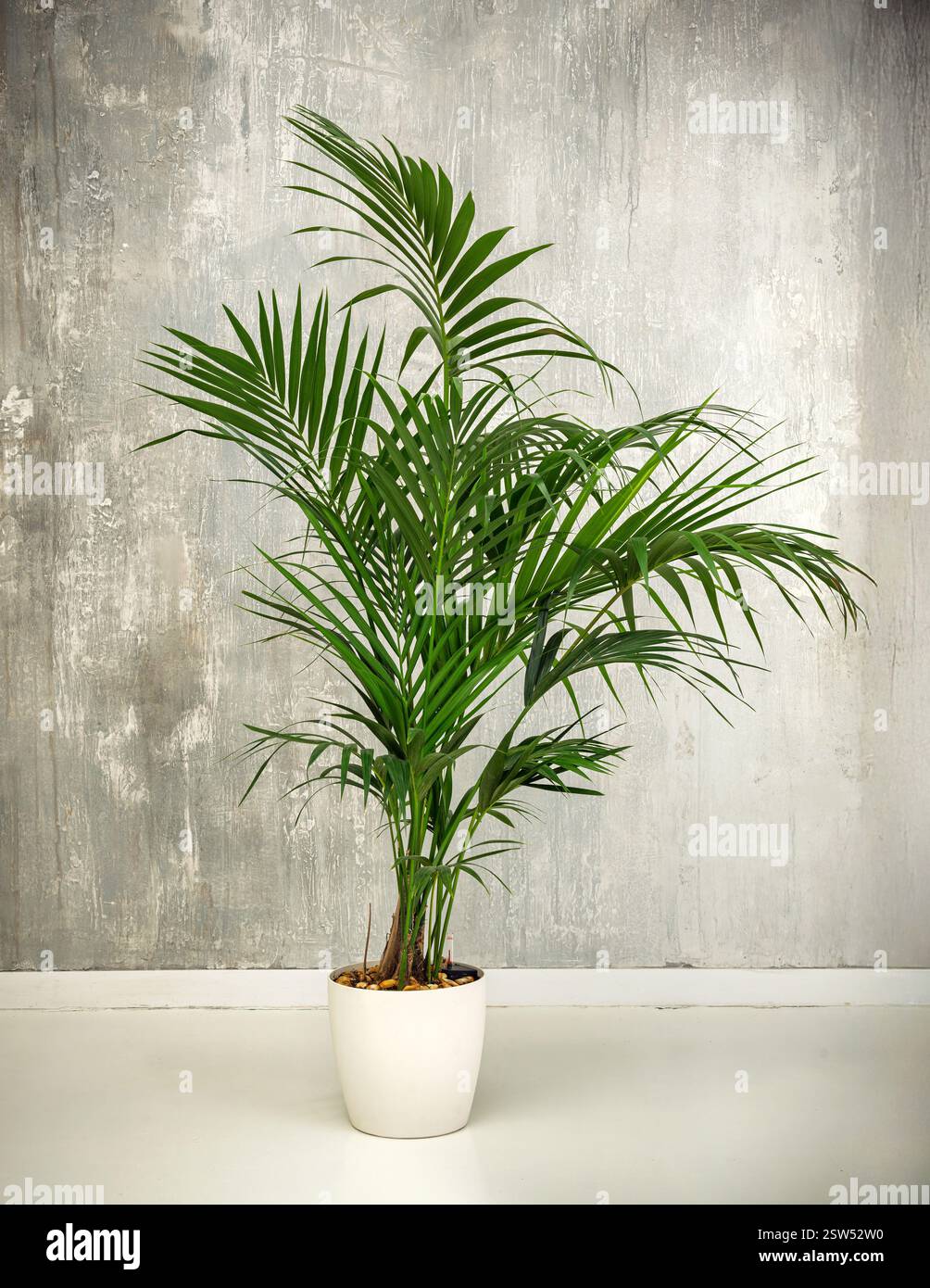 zimmerpflanze dunkelgrüne lange blätter Grünlilie (Chlorophytum comosum) kaufen main image 0