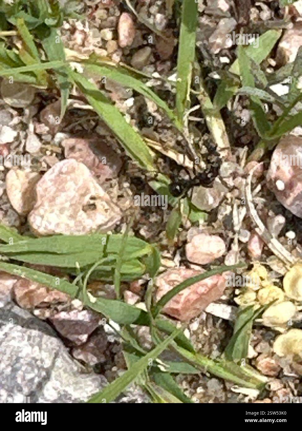 Ameisen (Formicidae), Insecta, Terry Bison Ranch Resort, Cheyenne, WY, USA Stockfoto