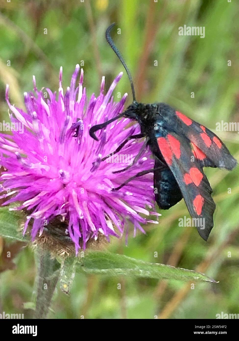 (Zygaena), Insecta, Cranborne Chase AONB, Shaftesbury, England, GB Stockfoto