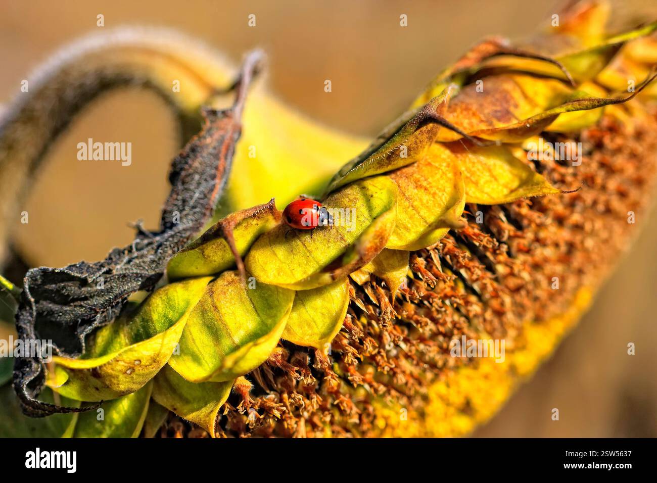 Marienkäfer ist auf einer Sonnenblume. Die Sonnenblume ist verwelkt und braun. Der Marienkäfer ist das einzige lebende Ding auf der Blume Stockfoto