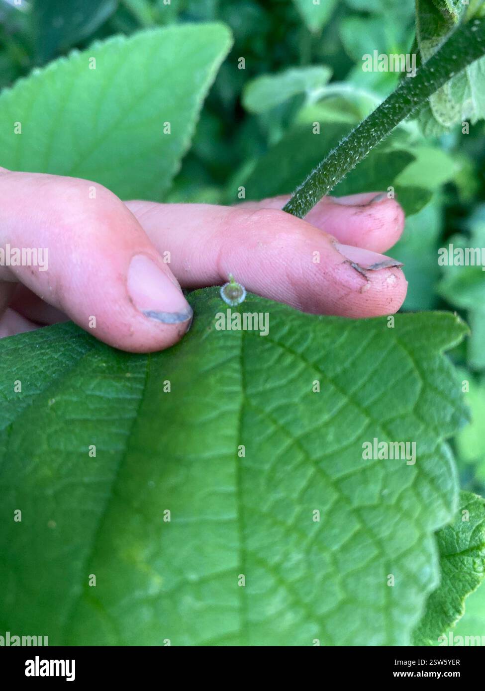 Hackberry Acorn Gall Midge (Celticecis celtiphyllia), Insecta, Peck St, Murdock, MN, US Stockfoto