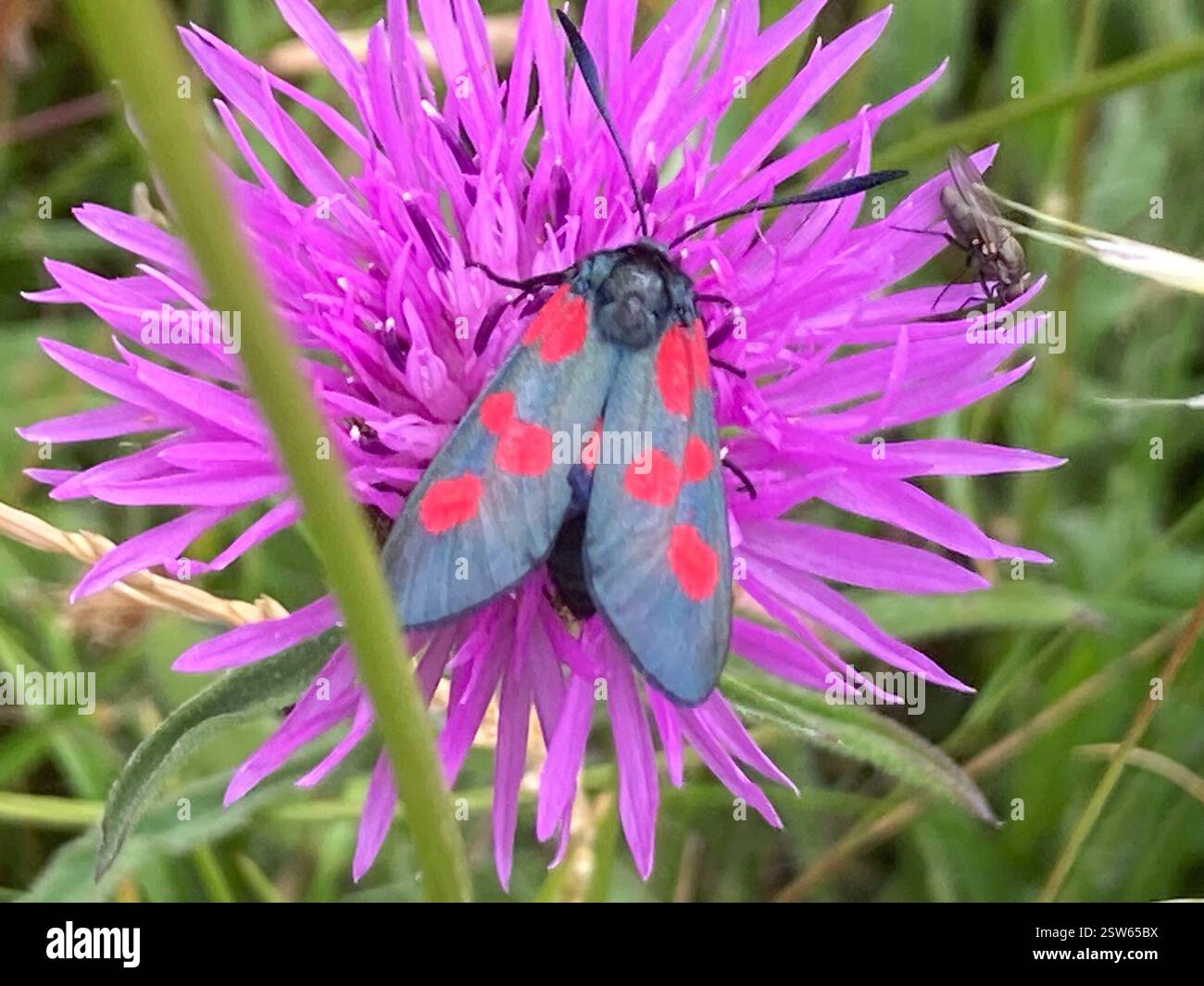 (Zygaena), Insecta, Cranborne Chase AONB, Shaftesbury, England, GB Stockfoto