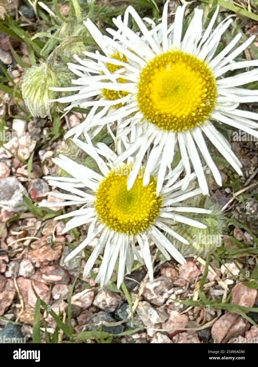Flöße und Pferdealgen (Erigeron), Plantae, Terry Bison Ranch Resort, Cheyenne, WY, USA Stockfoto