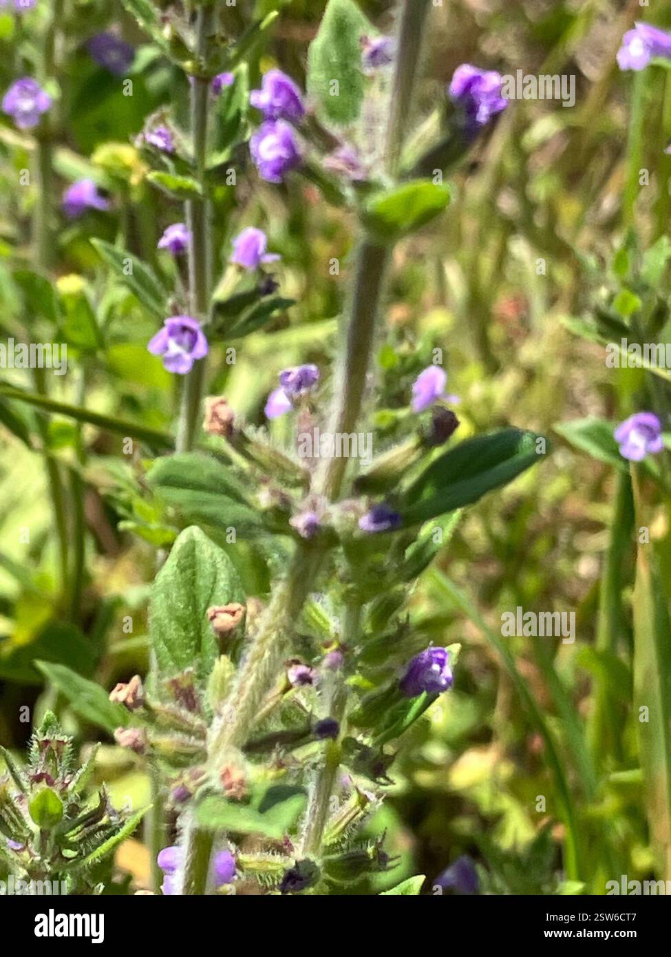 basilikum-Thymian (Clinopodium acinos), Plantae, Drasenhofen, Niederösterreich, AT Stockfoto