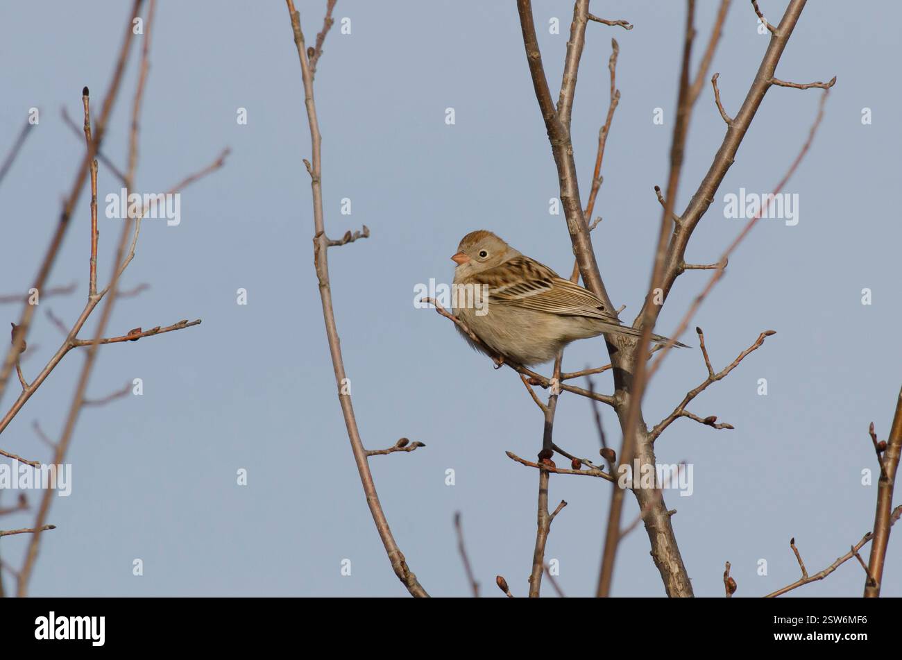 Feld-Spatz, Spizella pusilla Stockfoto
