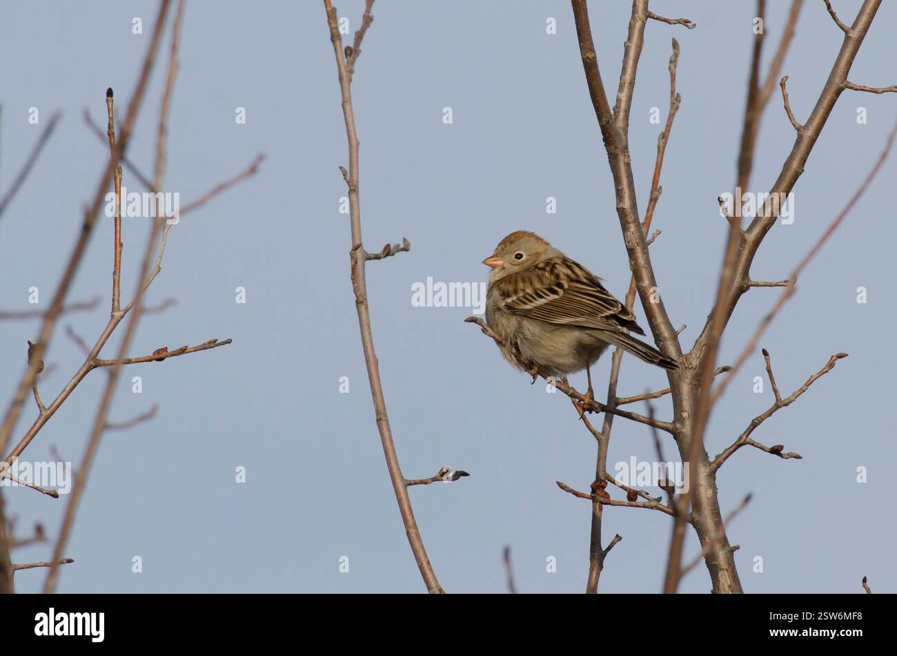 Feld-Spatz, Spizella pusilla Stockfoto