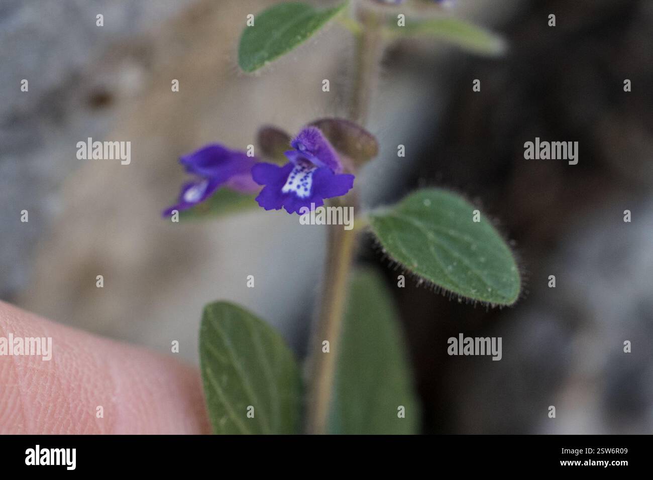 Drummonds Schädelkappe (Scutellaria drummondii), Plantae, Uvalde County, TX, USA Stockfoto