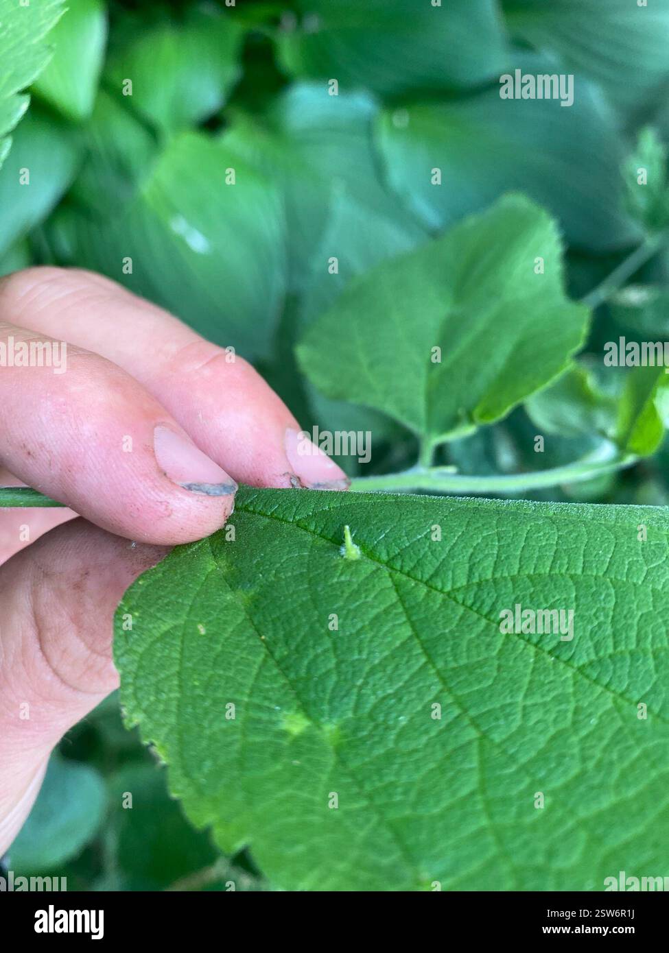 Hackberry Acorn Gall Midge (Celticecis celtiphyllia), Insecta, Peck St, Murdock, MN, US Stockfoto