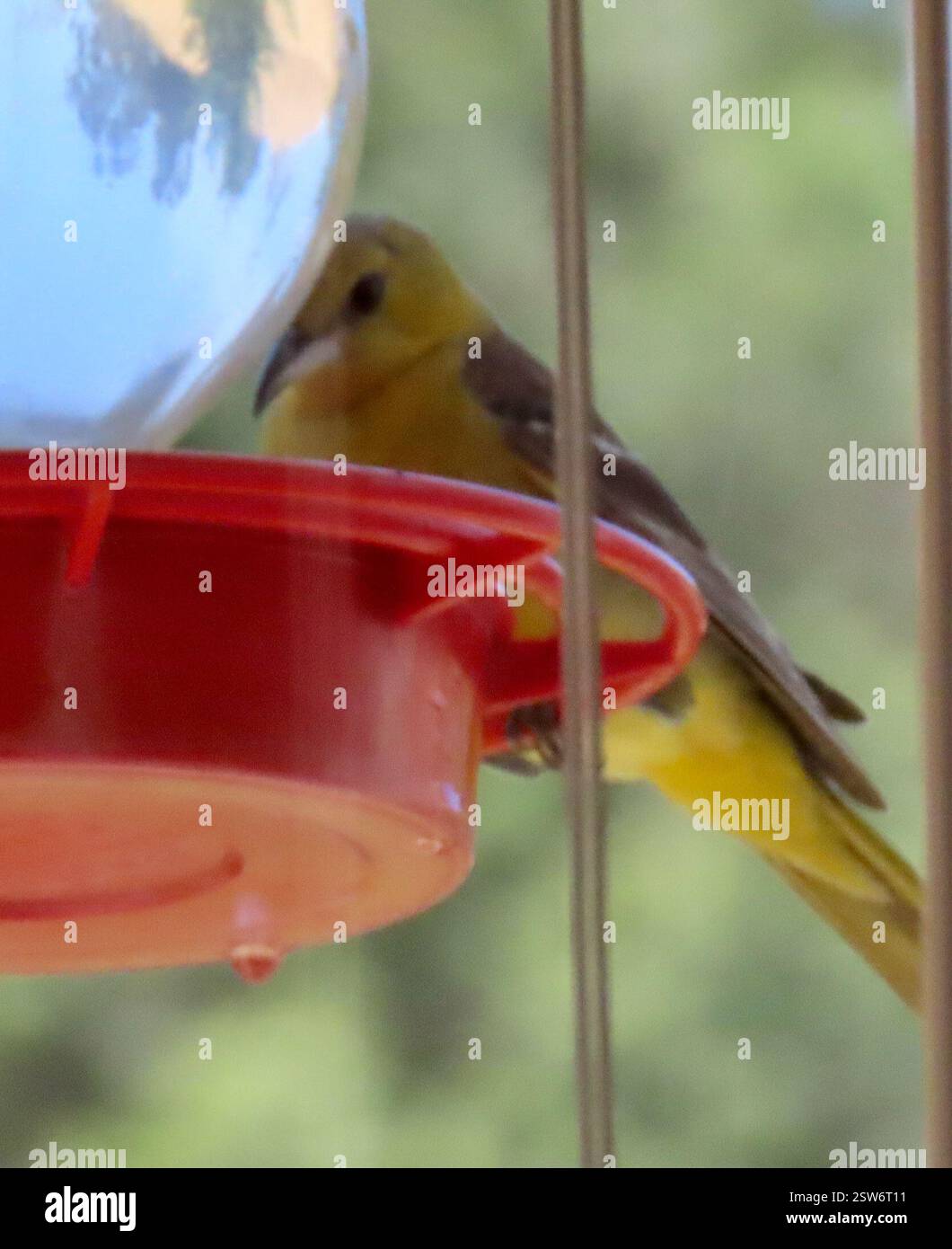 Oriole mit Kapuze (Icterus cucullatus), Aves, Country Park Rd, Salinas, CA, WIR, die Orioles kommen her, um aus dem Kolibri-Futterhäuschen zu trinken. In den vergangenen Jahren haben sie sich in der hohen Palme der Straße niedergelassen, wo alte Wedel nicht abgeschnitten werden. Oriole mit Kapuze (Icterus cucullatus) lange, schlanke Oriole mit langem und leicht gebogenem Schnürsenkel. Beide Geschlechter haben weiße Balken auf schwarzen Flügeln. Männliche Zuchttiere sind orange oder orange-gelb als weibliche Tiere. Männchen haben ein schwarzes Lätzchen, das von vorne gesehen oval erscheint. Sie scheinen es zu mögen, Kolibri-Feeder zu besuchen. Sie genießen auch den Nektar von geschnittenen Scheiben Stockfoto