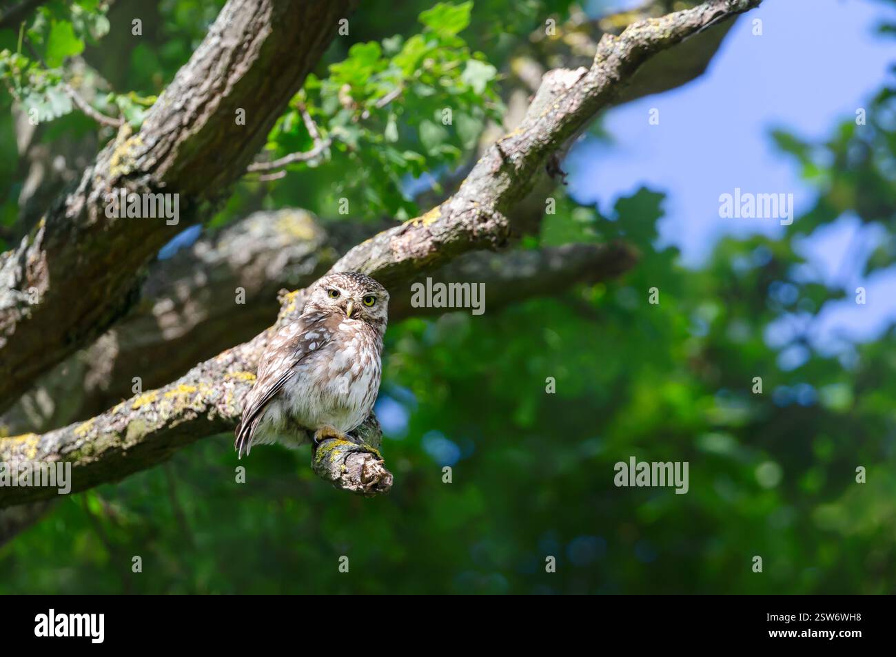 Kleine Eule auf einem Baumzweig, UK Stockfoto