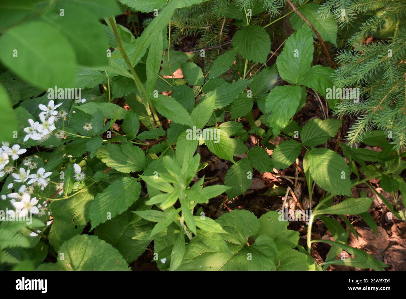 (Rubus), Plantae, Abitibi-Témiscamingue, QC, Kanada Stockfoto (Rubus), Plantae, Abitibi-Témiscamingue, QC, Kanada Stockfoto