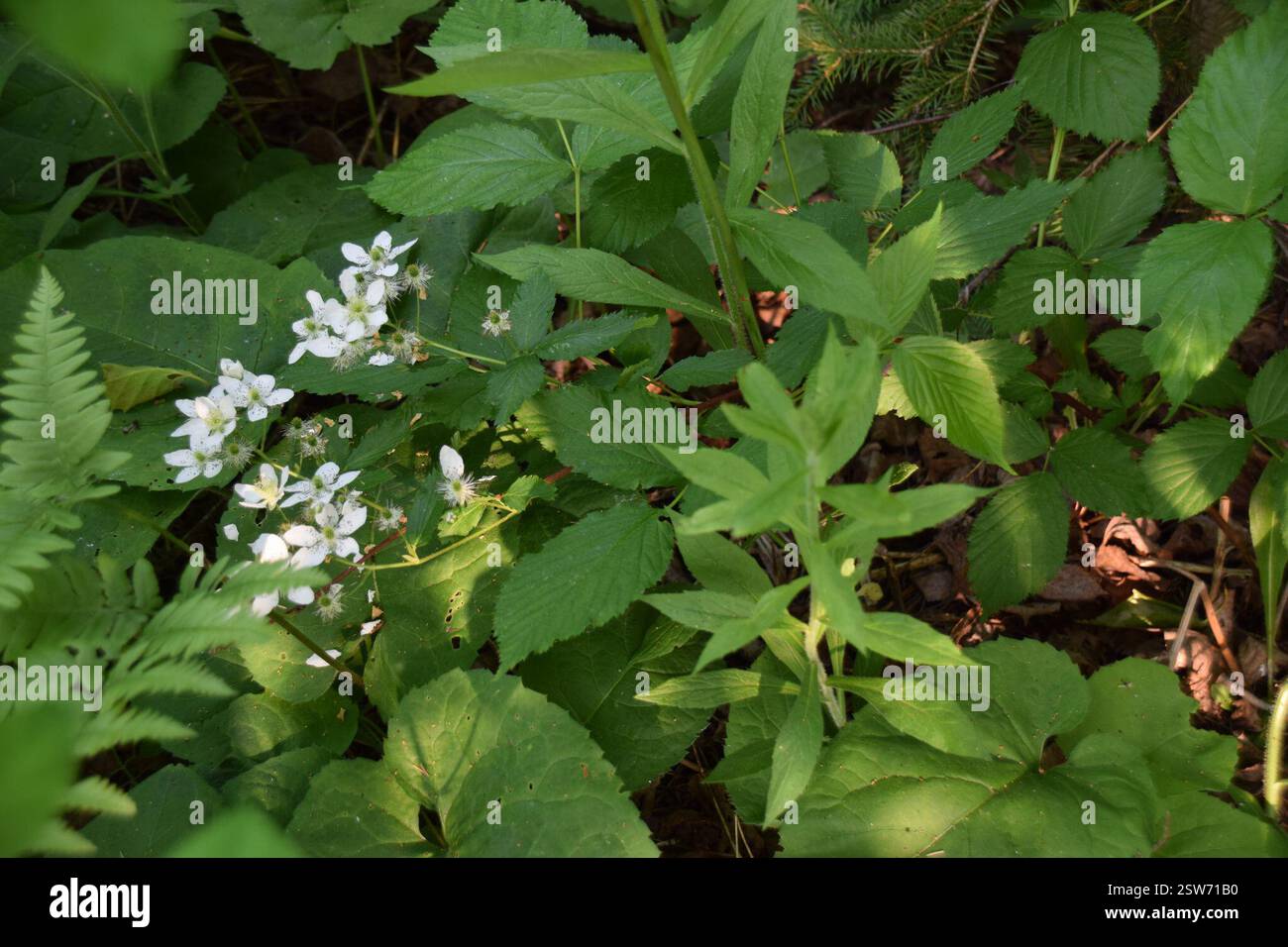 (Rubus), Plantae, Abitibi-Témiscamingue, QC, Kanada Stockfoto (Rubus), Plantae, Abitibi-Témiscamingue, QC, Kanada Stockfoto