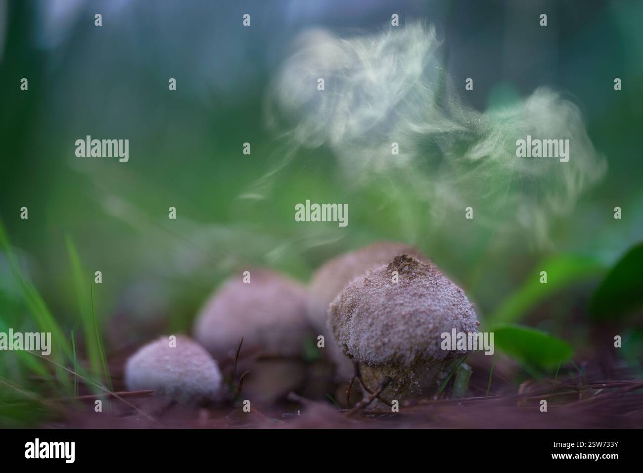 Lycoperdon-Puffbällchen, die Sporen freisetzen. Makronaturfotografie der Pilzsporulation in der Wildnis Stockfoto
