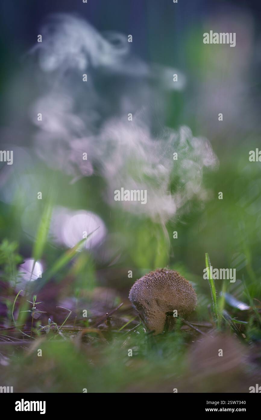 Lycoperdon-Puffbällchen, die Sporen freisetzen. Makronaturfotografie der Pilzsporulation in der Wildnis Stockfoto