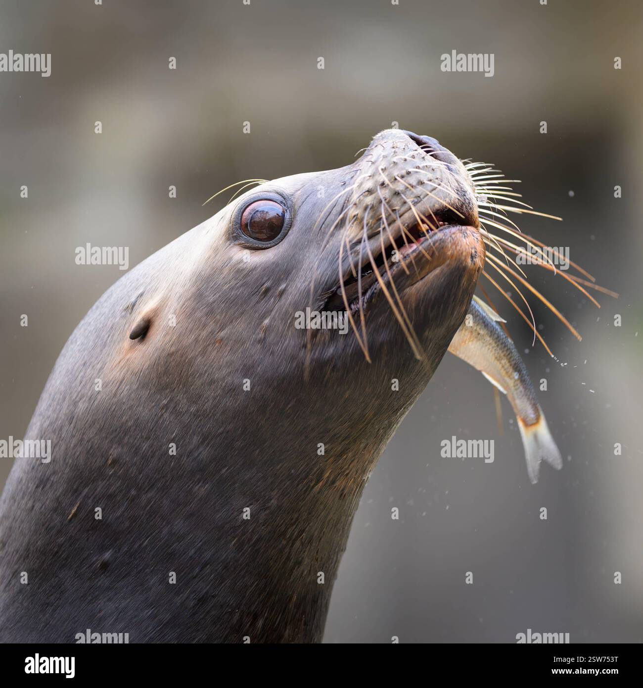 Porträt einer weiblichen Seelöwe Otaria flavescens in einem österreichischen Zoo, der einen Fisch isst Österreich Stockfoto