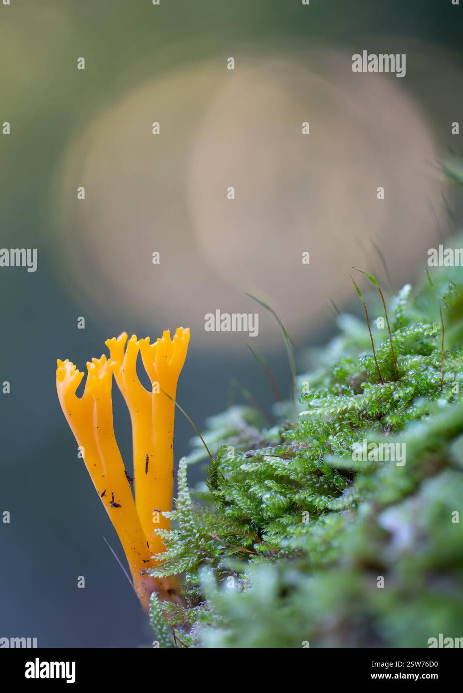 Ein leuchtend gelber Ramaria-Pilz mit seiner markanten korallenartigen Struktur wächst auf einem Fleck aus üppigem, grünem Moos, das in einer detaillierten Nahaufnahme erfasst wird Stockfoto