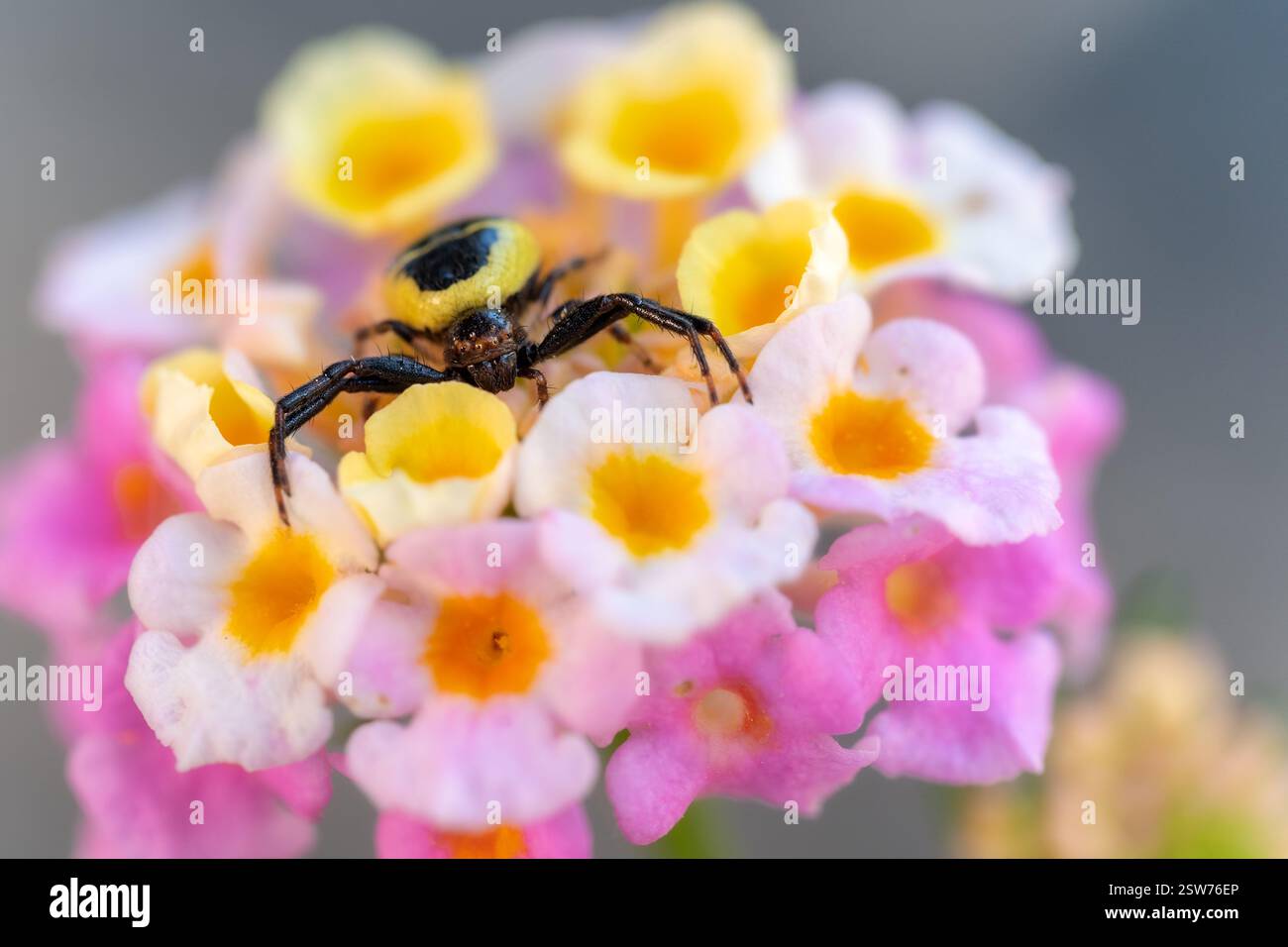 Synema globosum Spinne auf bunter Blüte: Tarnung, auffälliger Kontrast, florale Umgebung Stockfoto