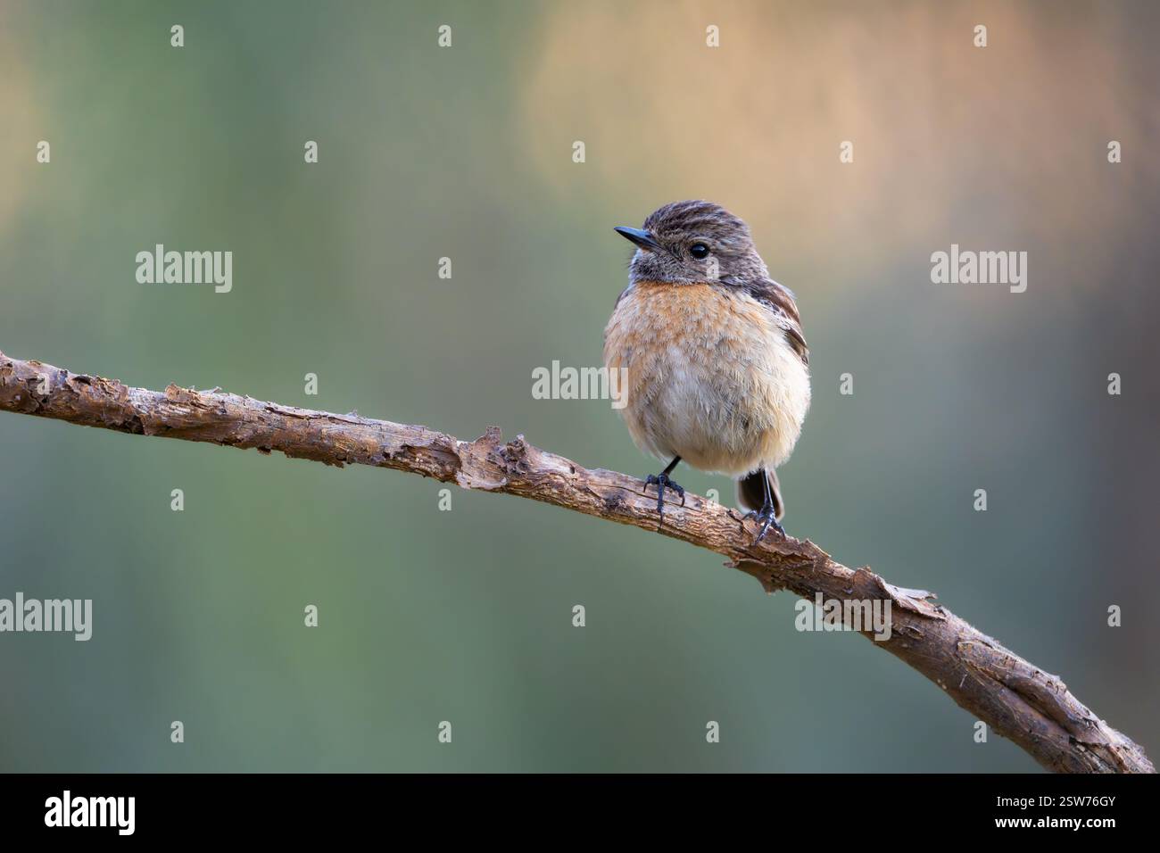 Der Europäische Stonechat (Saxicola rubicola) in seiner natürlichen Umgebung. Der Vogel wird oben gesehen und zeigt sein charakteristisches Gefieder und seine Beobachtung Stockfoto