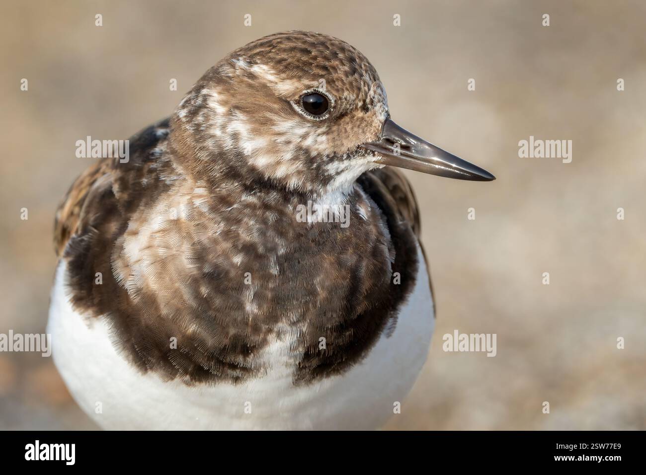 Uddy Turnstone (Arenaria interpres) in seinem natürlichen Lebensraum zeigt sein einzigartiges Futterverhalten. D auf der Suche nach Nahrung im Felsen Stockfoto