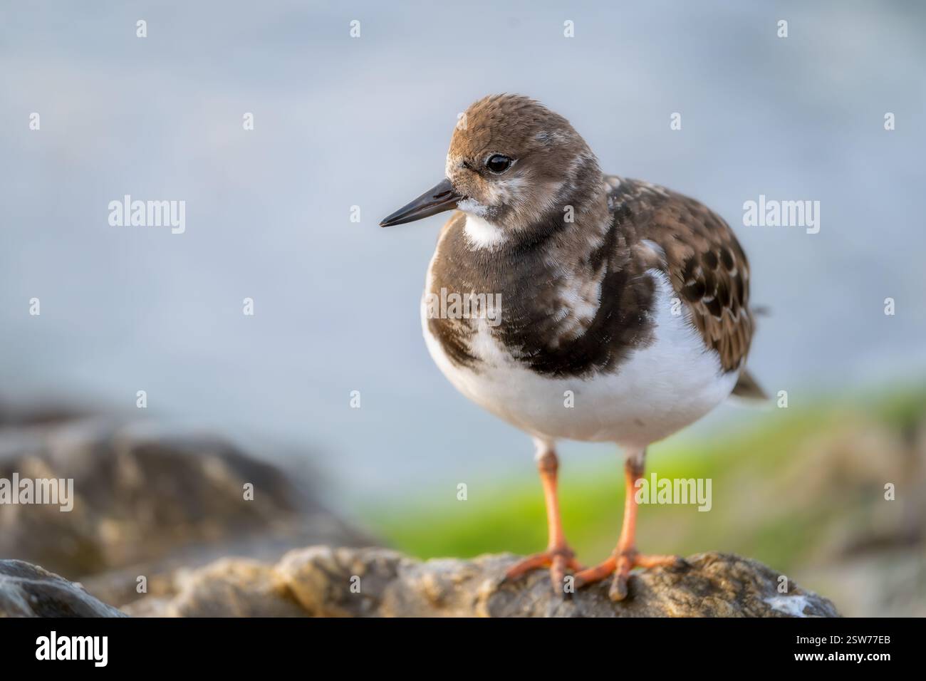 Uddy Turnstone (Arenaria interpres) in seinem natürlichen Lebensraum zeigt sein einzigartiges Futterverhalten. D auf der Suche nach Nahrung im Felsen Stockfoto