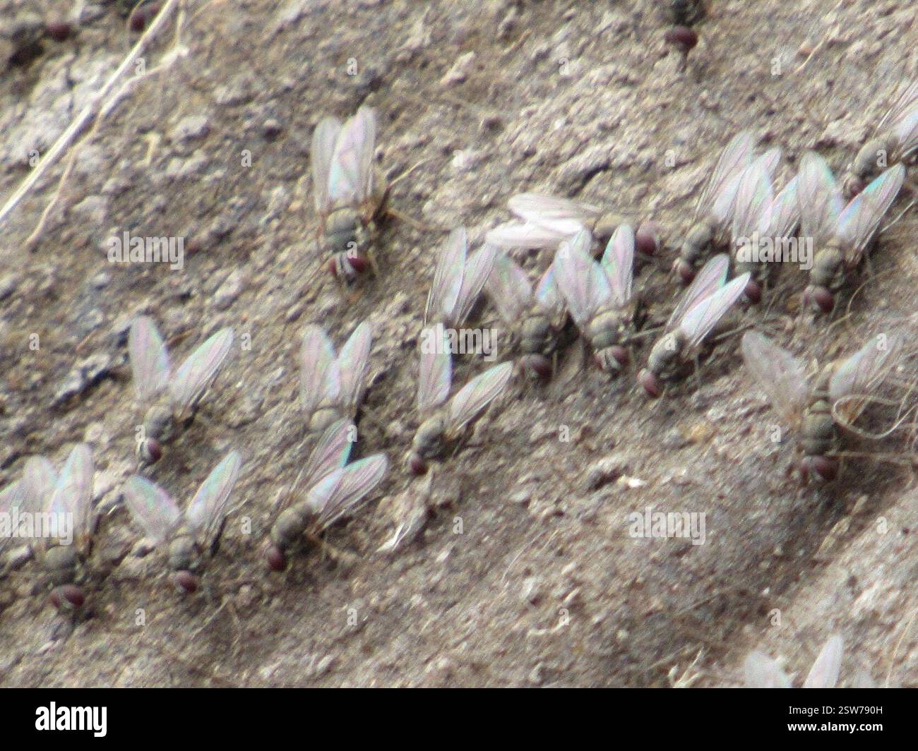 Muscoid Flies (Muscoidea), Insecta, Terry Bison Ranch Resort, Cheyenne, WY, USA, auf einem Büffel Stockfoto