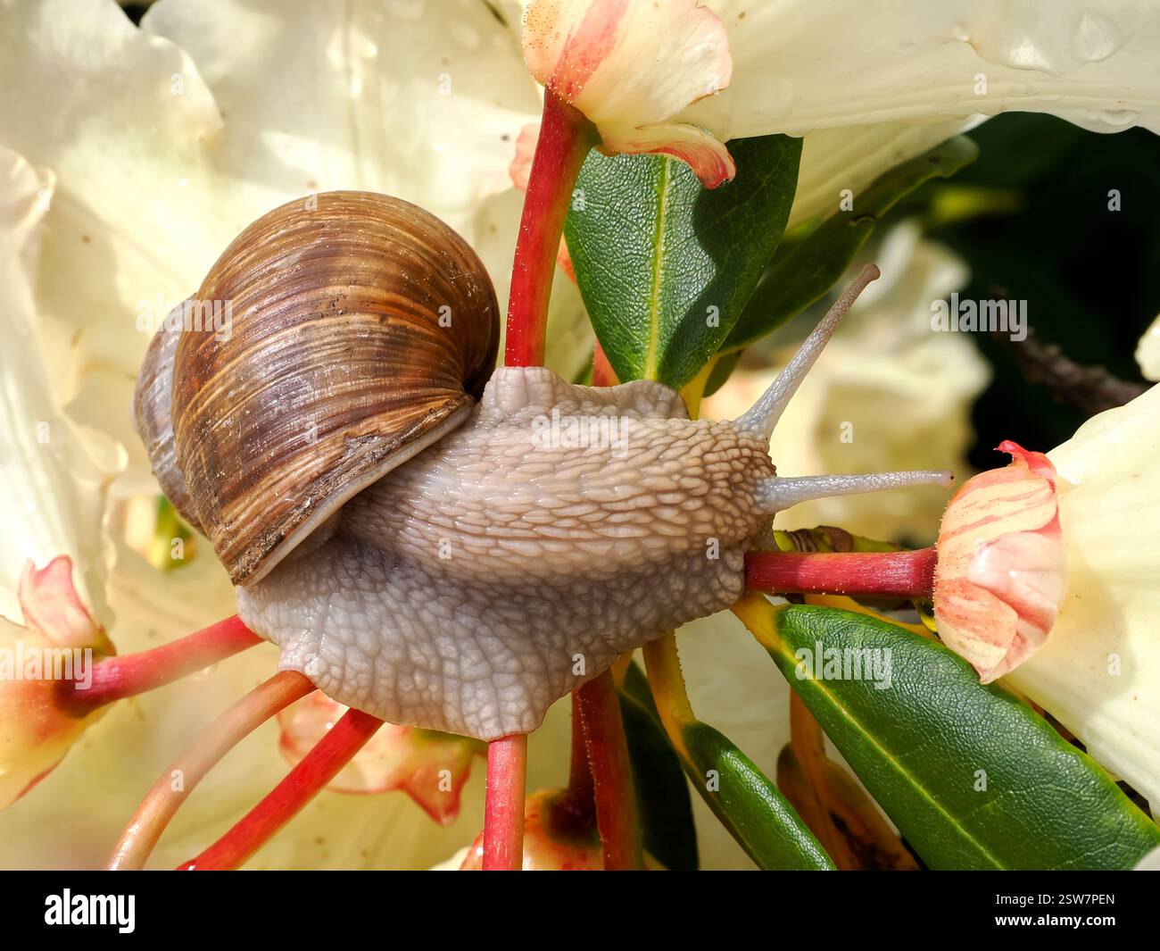 Nahaufnahme der Burgunderschnecke (Helix pomatia) an Rhododendronblüten von oben gesehen Stockfoto