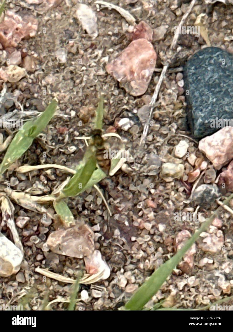 Marginierter Kalligraf (Toxomerus marginatus), Insecta, Terry Bison Ranch Resort, Cheyenne, WY, USA Stockfoto