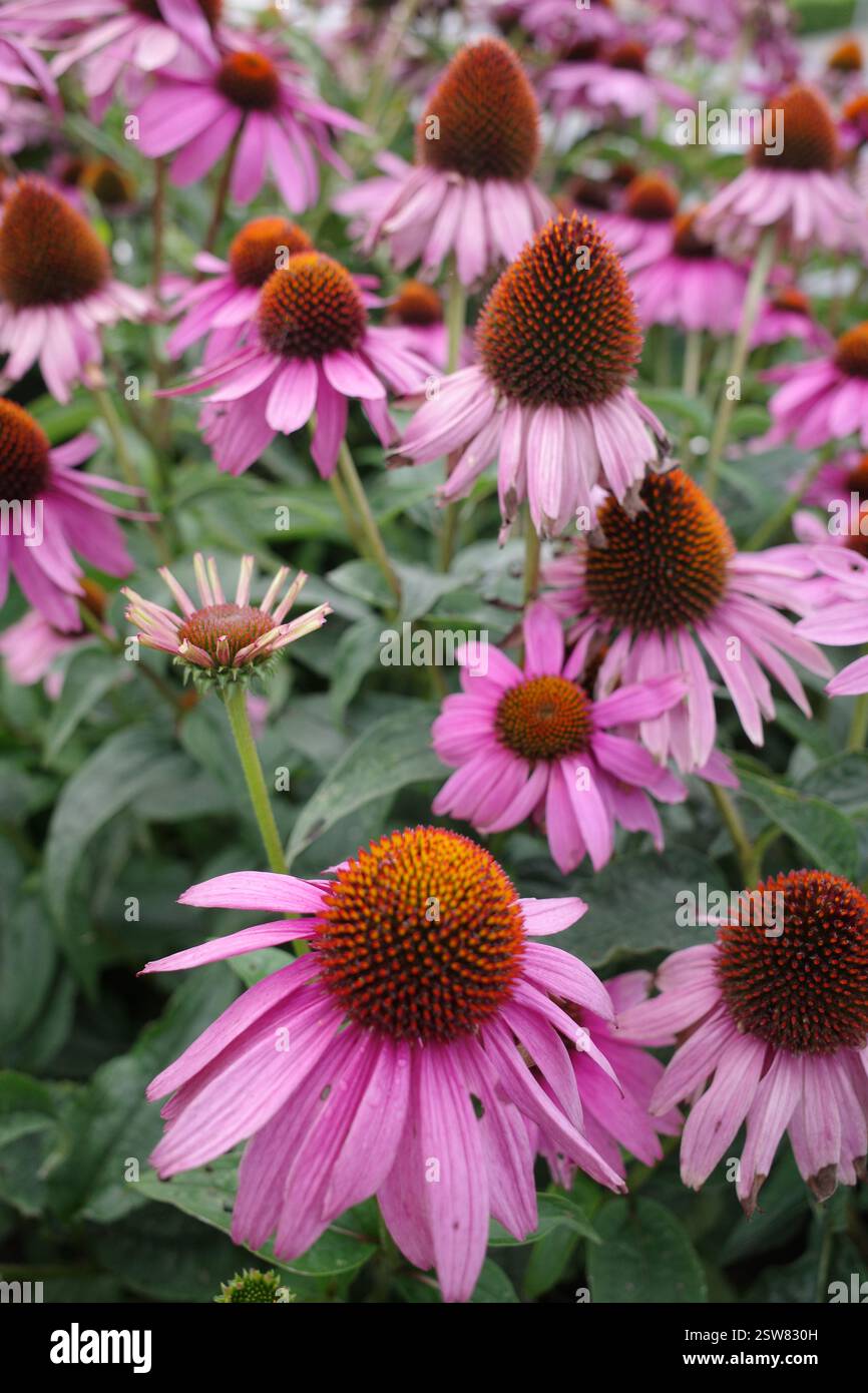 Echinacea purpurea, der östliche violette Coneflower, violette Coneflower, Igelconeflower oder Echinacea Nahaufnahme Stockfoto