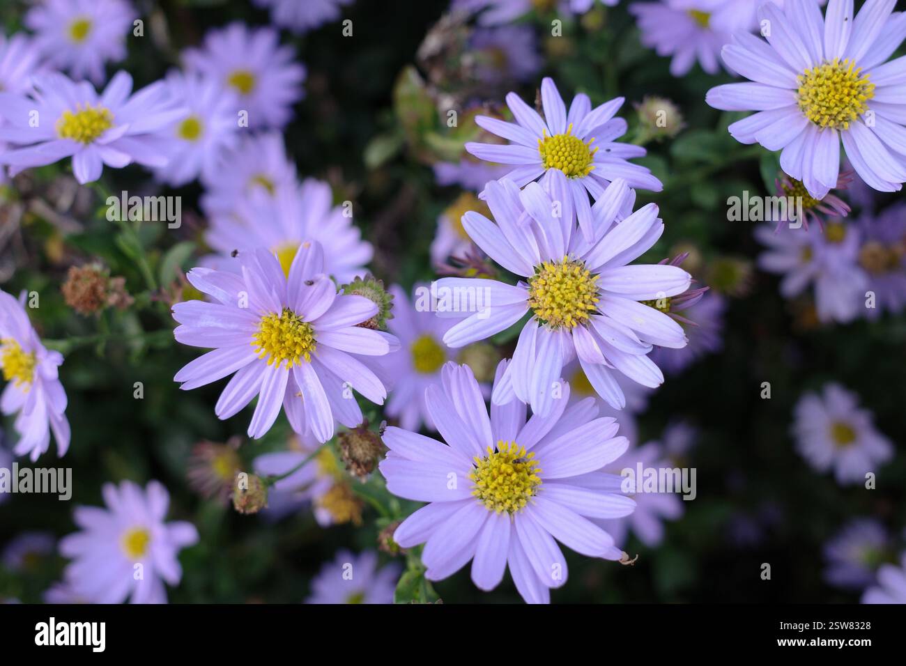 Violette Aster blüht in Nahaufnahme. Es ist eine Sorte, die im Herbst blüht Stockfoto