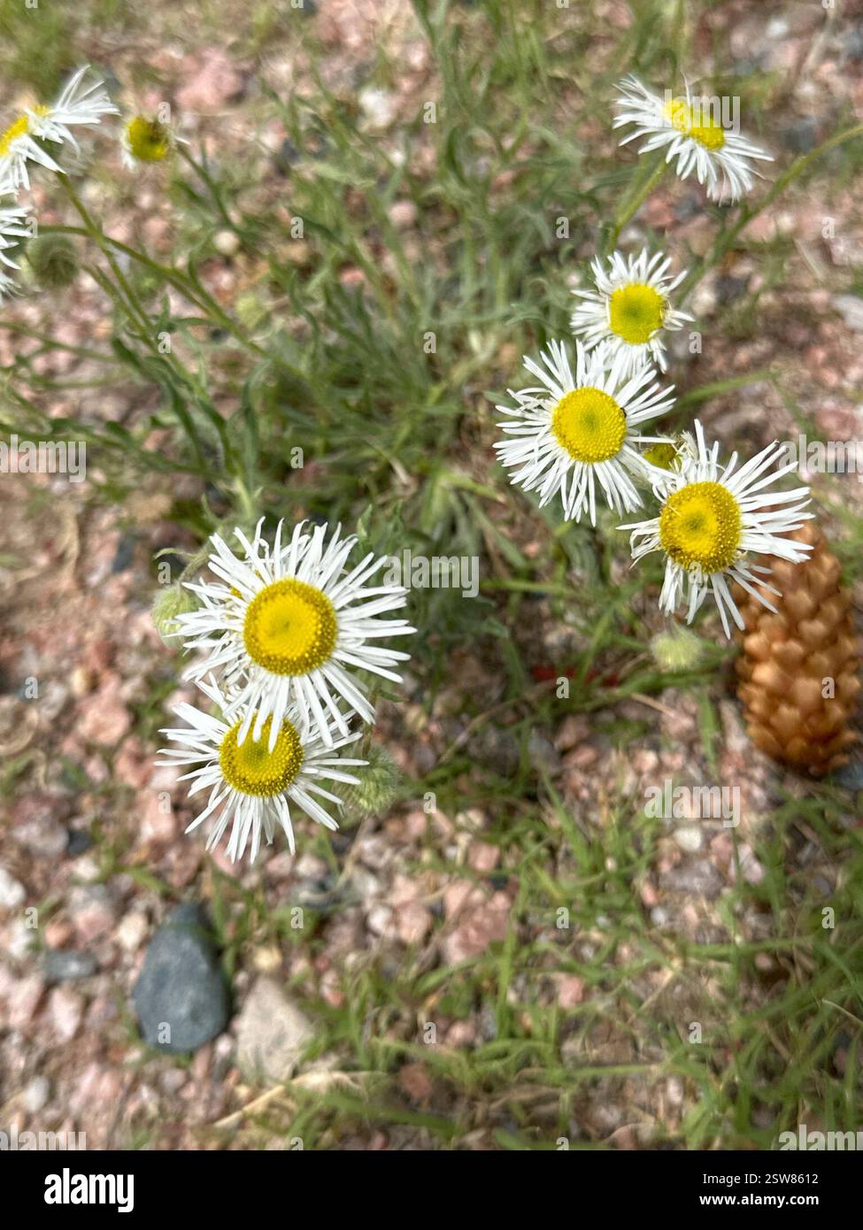 Flöße und Pferdealgen (Erigeron), Plantae, Terry Bison Ranch Resort, Cheyenne, WY, USA Stockfoto