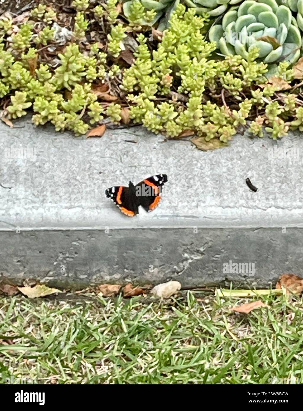 Red Admiral (Vanessa atalanta), Insecta, Country Park Rd, Salinas, CA, US, Roter Admiral (Vanessa atalanta) Identifikation: die obere Seite ist schwarz mit weißen Flecken in der Nähe des Apex; die Vorderseite mit rotem Medianband, die Rückseite mit rotem Randband. Die Winterform ist kleiner und dummer, die Sommerform größer und heller mit einem unterbrochenen Vorderbund. Flügelbreite: 4,5–7,6 cm (1 3/4–3 Zoll). Lebensgeschichte: Der Rote Admiral hat einen sehr unregelmäßigen, schnellen Flug. Männchen Barschen, wenn verfügbar, auf Bergrücken, am Nachmittag, um auf Weibchen zu warten, die einzeln Eier auf die Spitzen der Wirtspflanzenblätter legen. Junge raupe Stockfoto