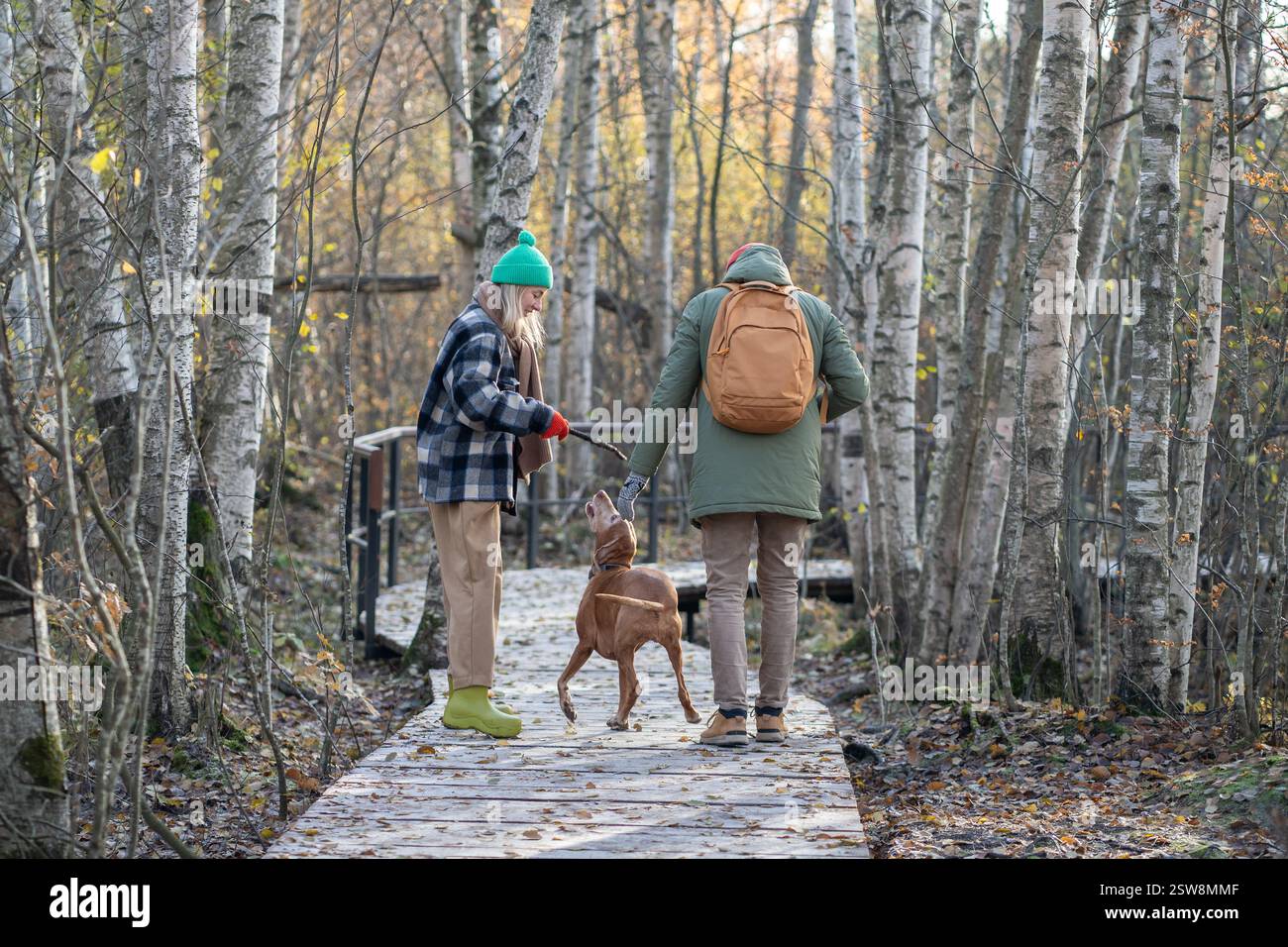 Aktive Rucksacktouristen spielen mit Vizsla-Hund beim Wandern auf dem Öko-Pfad im Herbstbirkenhain Stockfoto