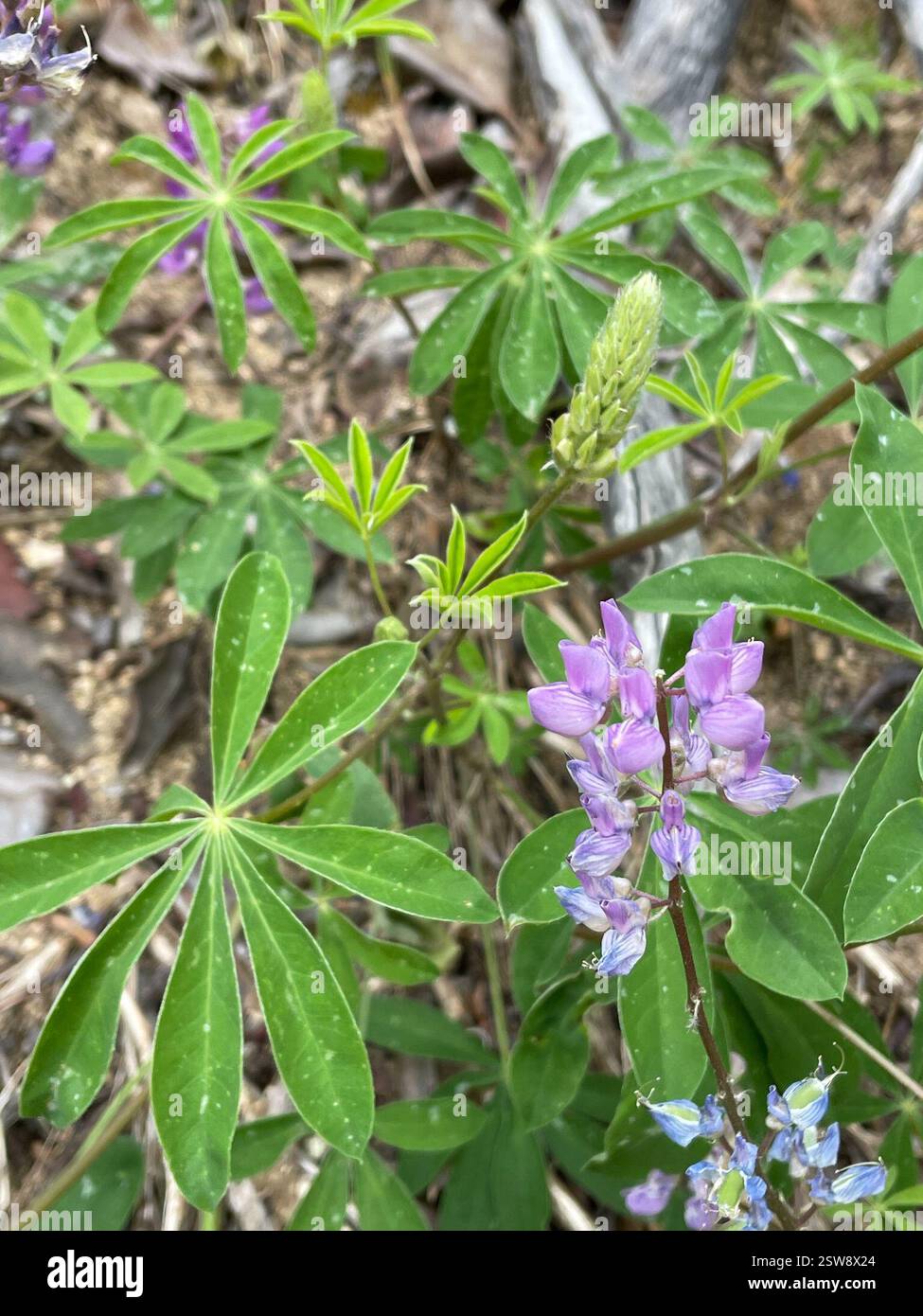 Breitblatt-Lupine (Lupinus latifolius), Plantae, Carmel, CA, USA, Lupine wächst auf einer erodierenden Klippe neben der Feuerstraße, in einem halbschattigen Madrone Mischwald Lebensraum, ungefähr 2800 Meter hoch. Laubblättrige Lupine (Lupinus latifolius latifolius) aus der Familie der Leguminosen (Fabaceae), die 3-15 dm (bis zu 59 Zoll) hoch in feuchten Böden in offenen Wäldern oder Pinseln wächst. Er hat große, breite Blätter und einen offenen Blütenstand, in dem die Blüten entlang des Stängels gut verteilt sind. Blätter haben 5–11 breite, 4–10 cm lange Blattblätter. Kiel ist nur am oberen Rand behaart. Stockfoto