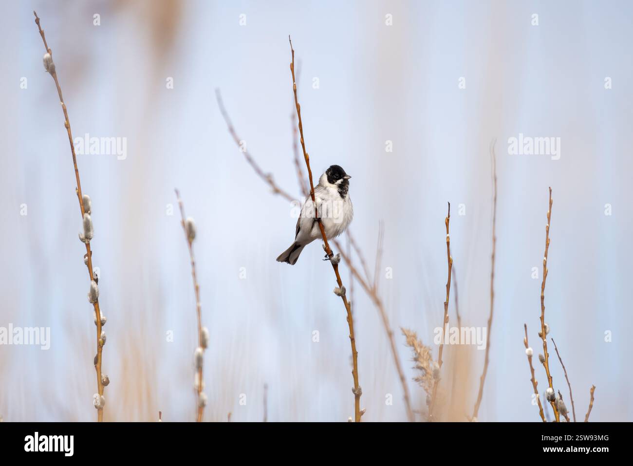 Ein kleiner Vogel ist an einem sonnigen Frühlingstag auf dem Ast, natürliches Foto von männlichen gewöhnlichen Schilfbündchen im Freien, selektiver Weichfokus Stockfoto
