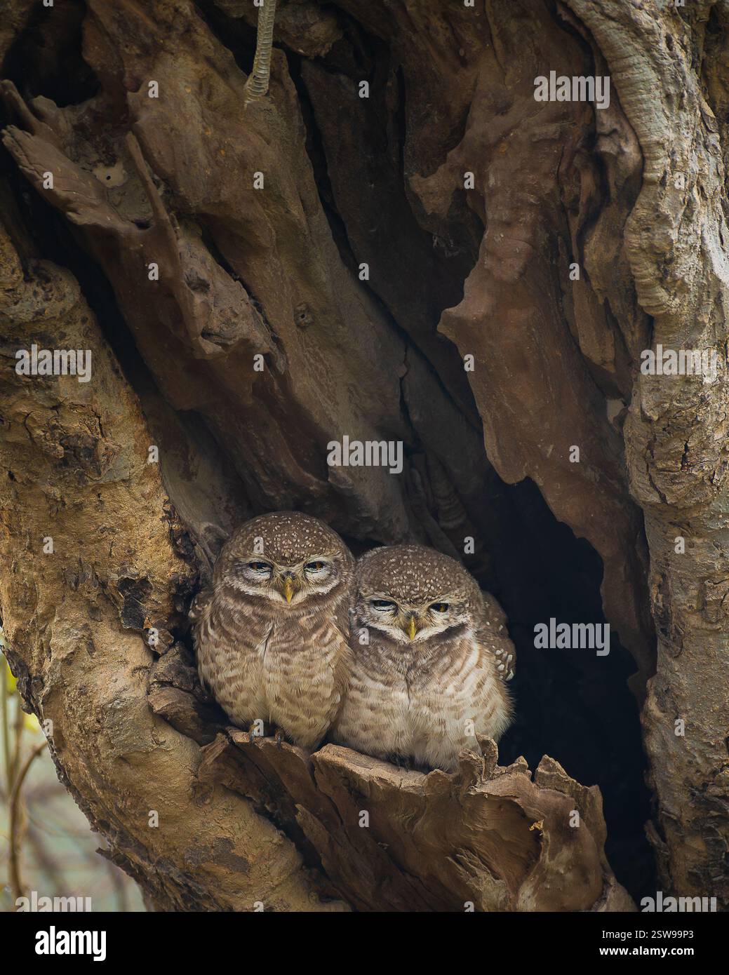 Ein Paar gefleckte Eulen in einem Baumstamm im Keoladeo-Nationalpark. Ihre wachsamen Augen und die flauschigen Federn sind ein perfekter Moment der Tierwelt. Stockfoto