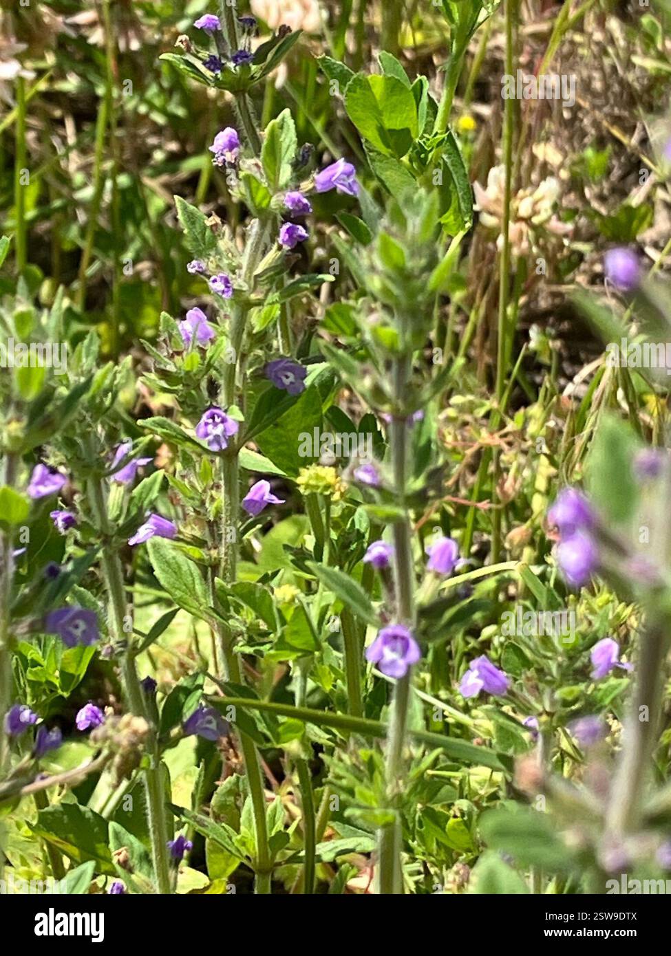 basilikum-Thymian (Clinopodium acinos), Plantae, Drasenhofen, Niederösterreich, AT Stockfoto
