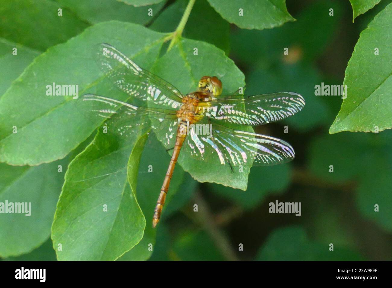 Common Darter (Sympetrum striolatum), Insecta, Provinz Triest, Italien Stockfoto Common Darter (Sympetrum striolatum), Insecta, Provinz Triest, Italien Stockfoto