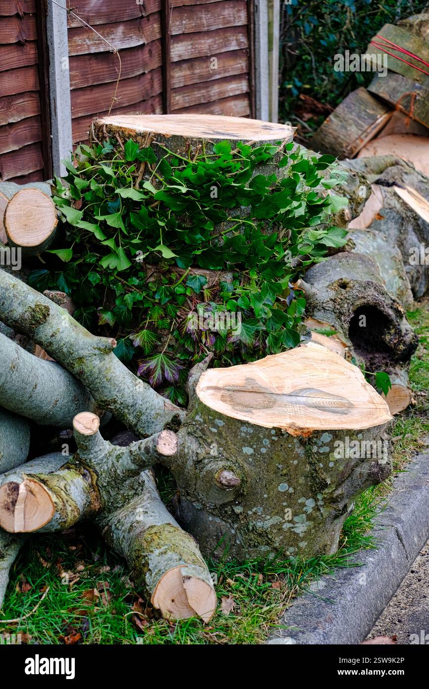 Gesägte Baumstämme von einem abgeschnittenen Baum Stockfoto